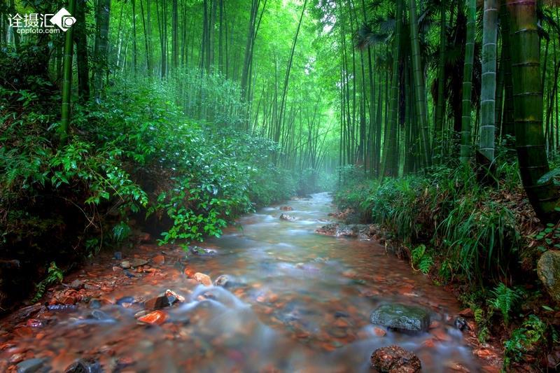 春雨直播app